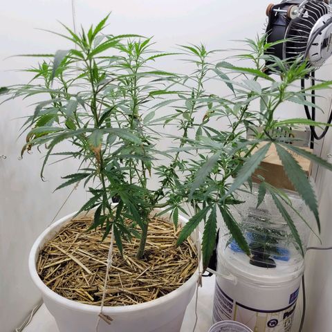 Resiliente growlog photo: Se agregaron 2 amarres