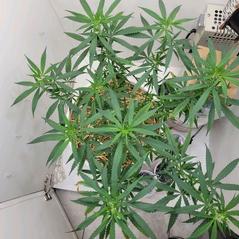 Resiliente growlog photo: Se agregaron 2 amarres