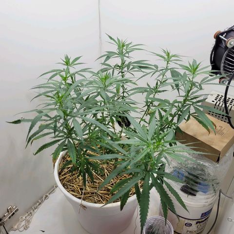 Resiliente growlog photo: Se agregaron 2 amarres
