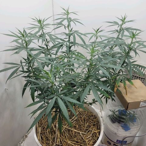 Resiliente growlog timeline photo