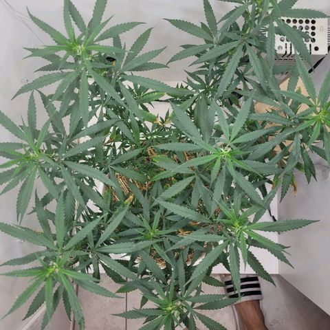 Resiliente growlog timeline photo