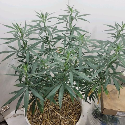 Resiliente growlog timeline photo