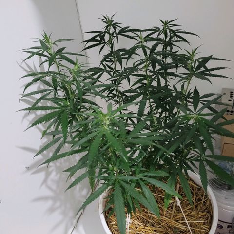 Resiliente growlog photo: Planta luego de la poda. Hojas removidas