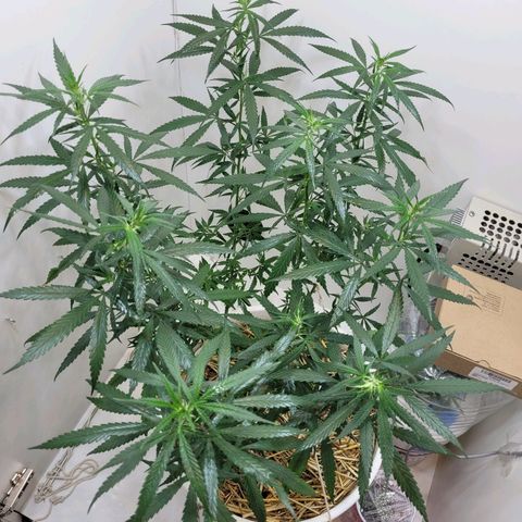 Resiliente growlog photo: Planta luego de la poda. Hojas removidas