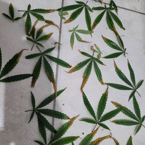 Resiliente growlog photo: Planta luego de la poda. Hojas removidas