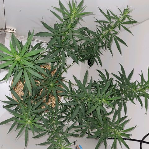 Resiliente growlog photo: Se pusieron algunos amarres más para abrir más la estructura y ocupar mejor el espacio