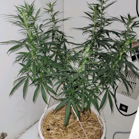 Resiliente growlog photo: Se pusieron algunos amarres más para abrir más la estructura y ocupar mejor el espacio