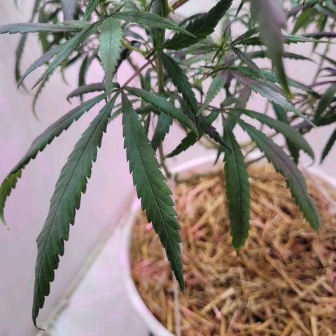 Resiliente growlog timeline photo