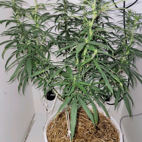 Resiliente growlog timeline photo