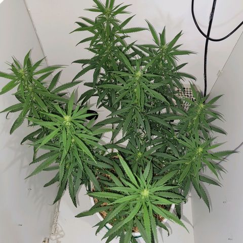 Resiliente growlog timeline photo