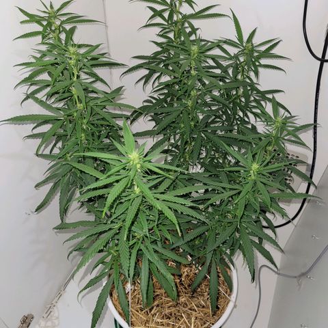 Resiliente growlog timeline photo