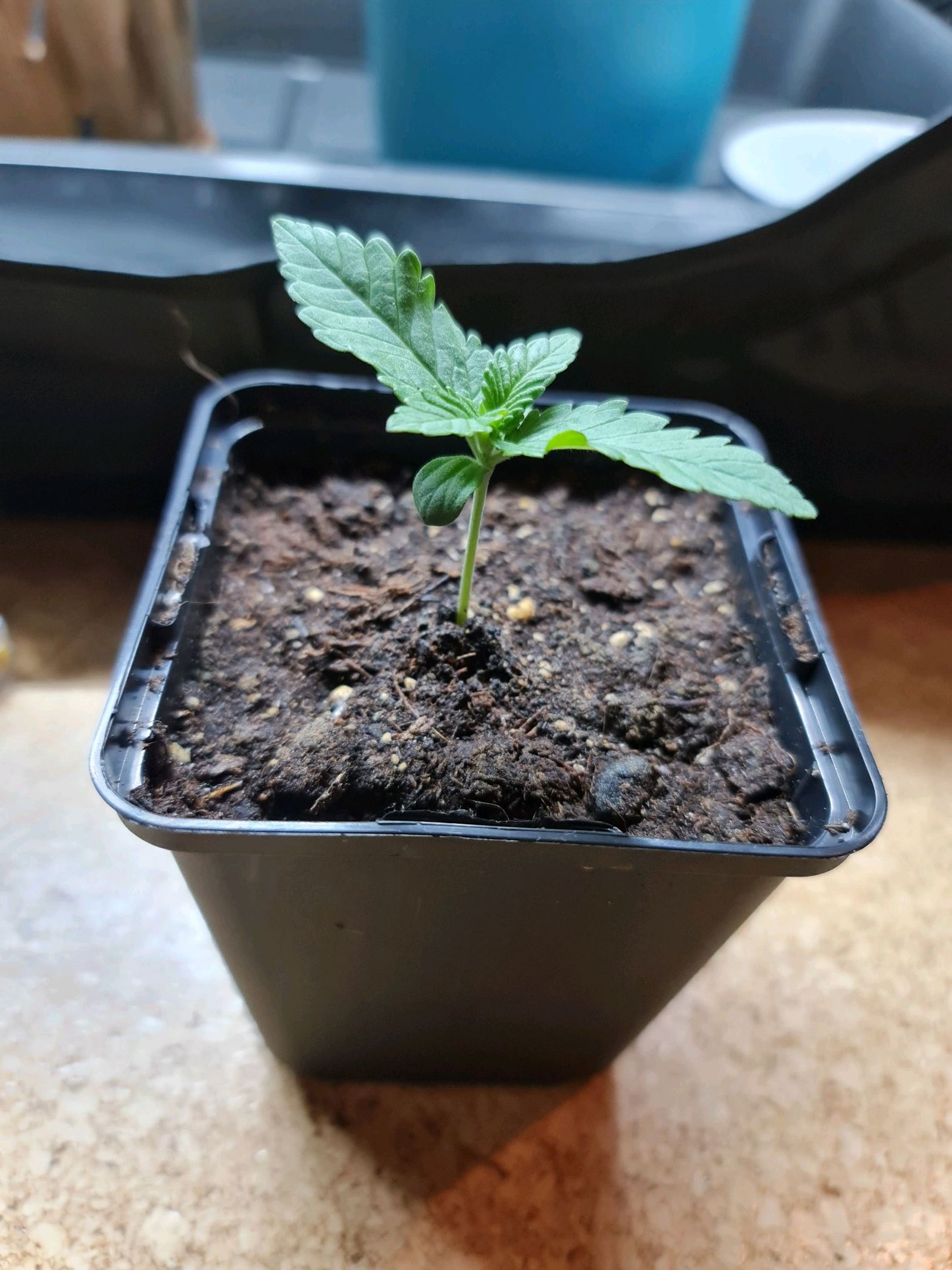 Critical Candy growlog photo 6