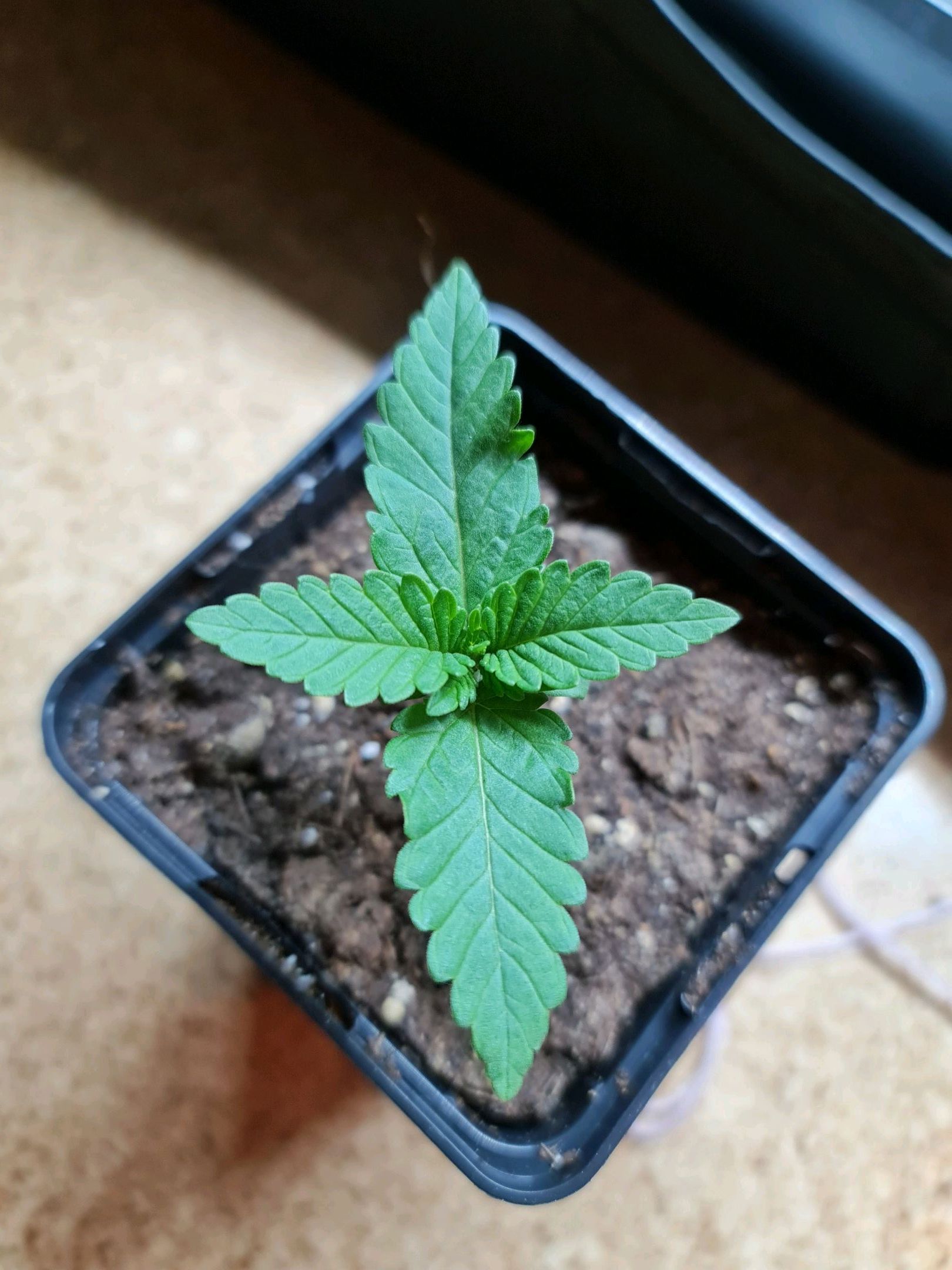 Critical Candy growlog photo 7