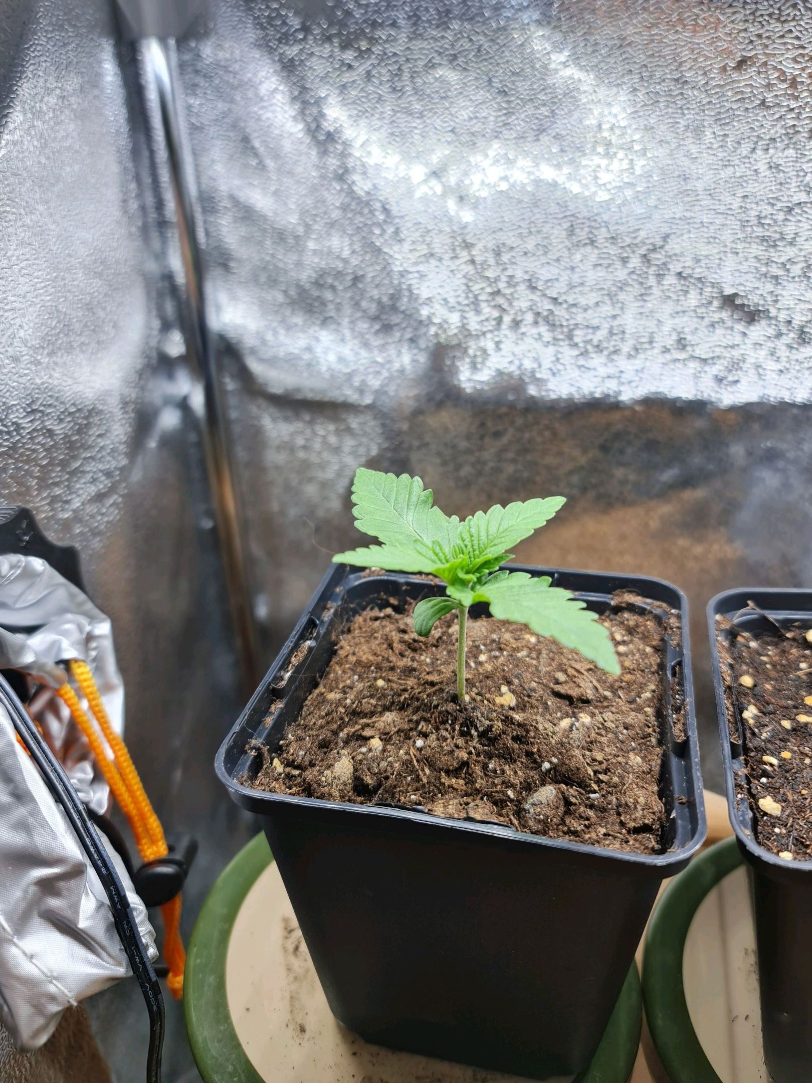 Critical Candy growlog photo 8