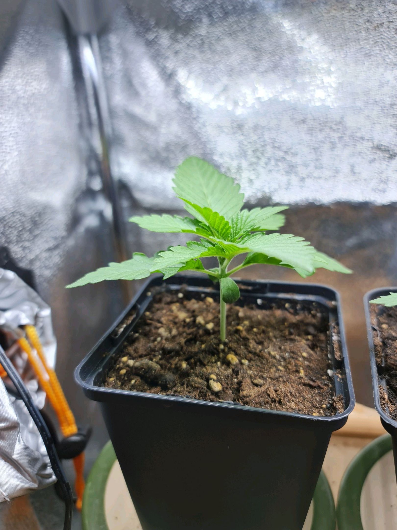Critical Candy growlog photo 9