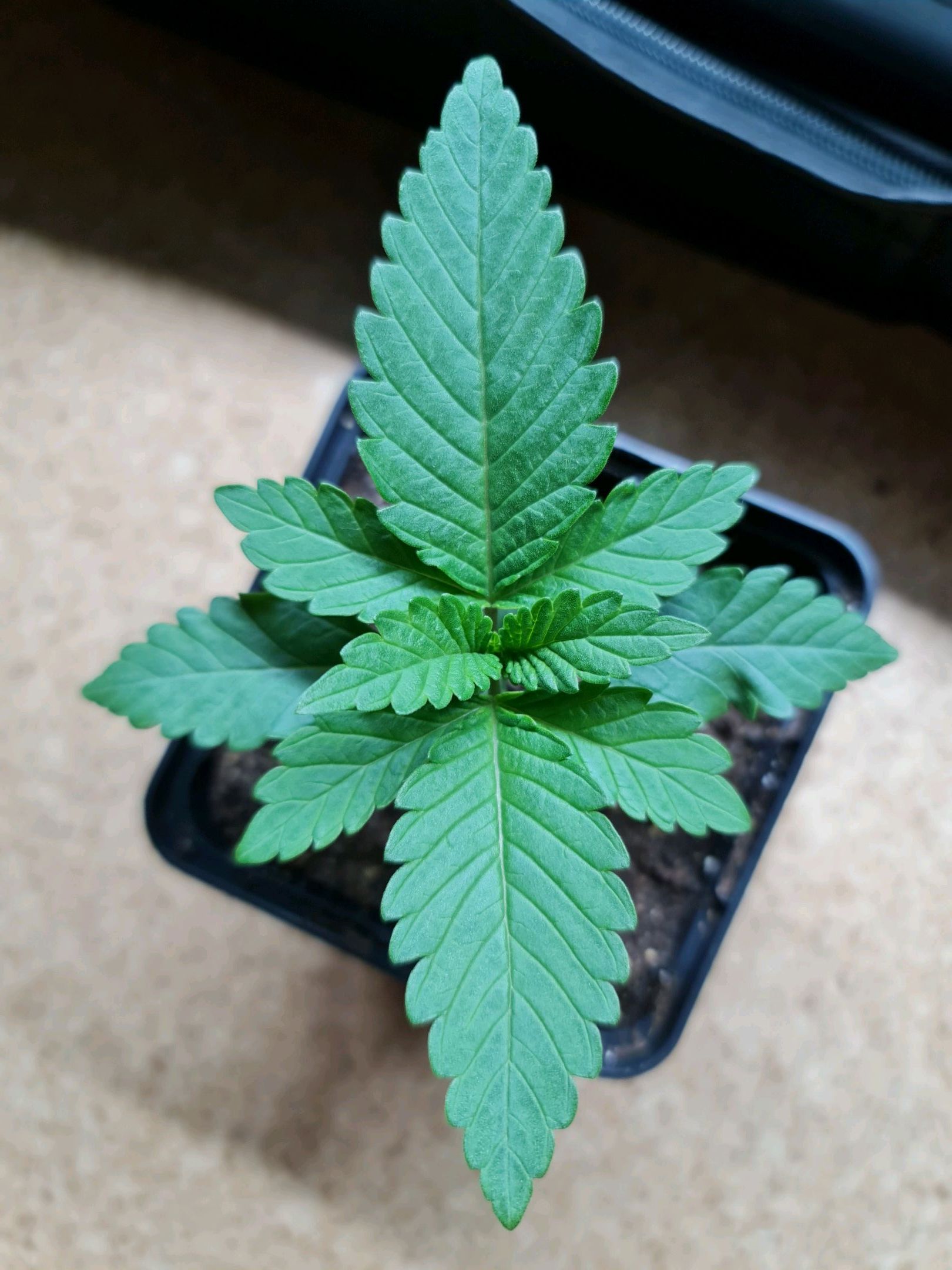 Critical Candy growlog photo 10
