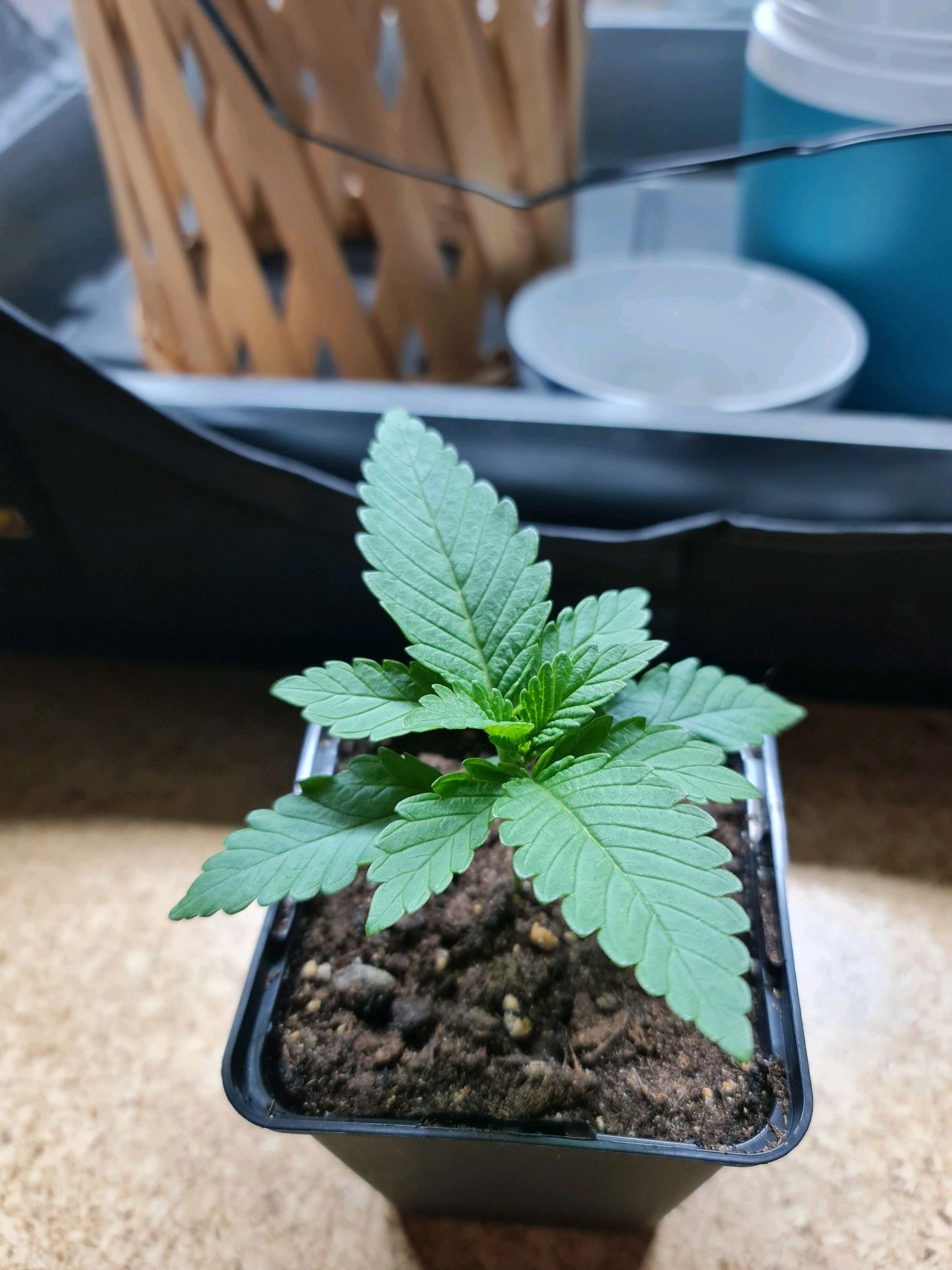 Critical Candy growlog photo 11