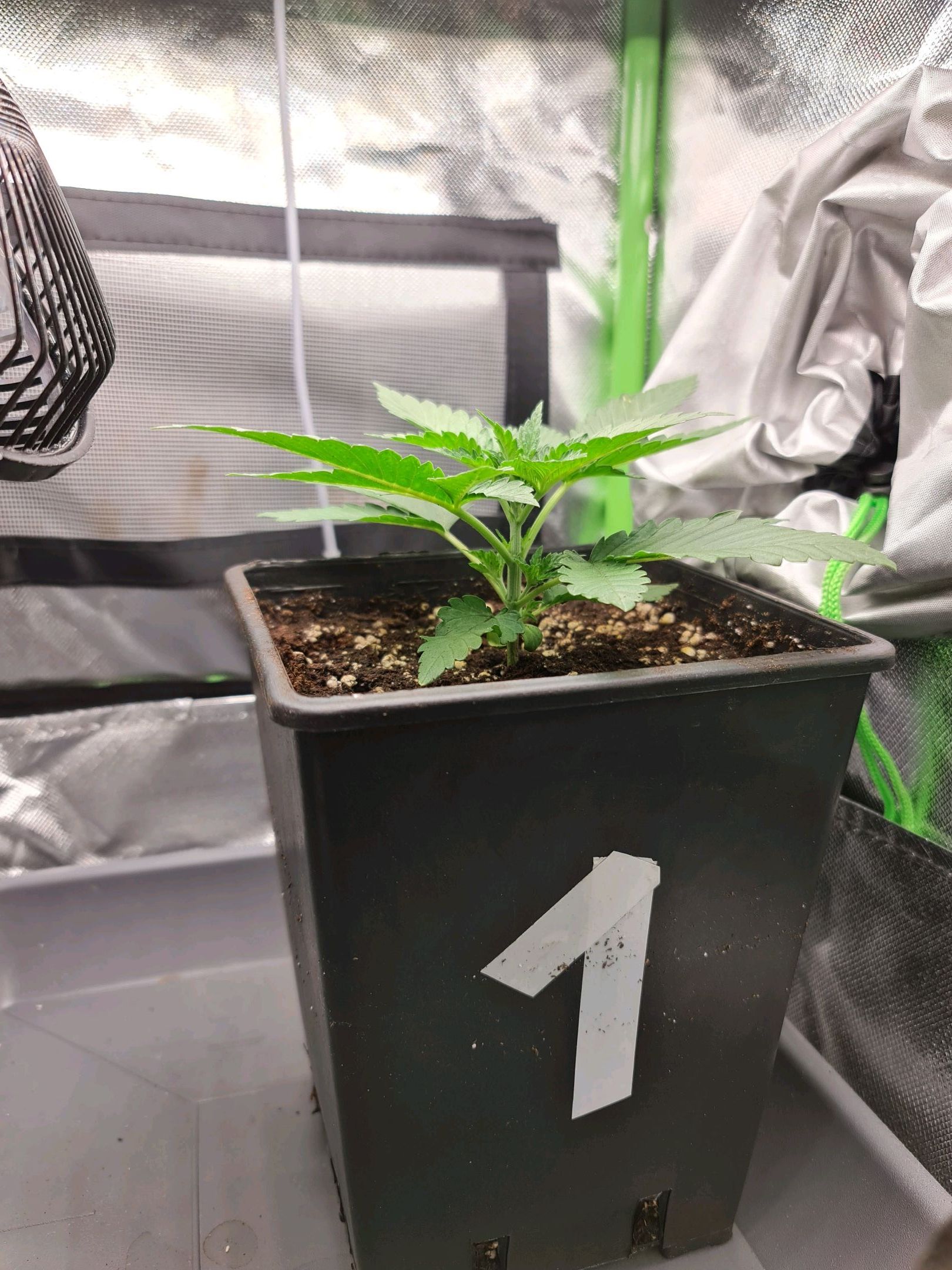 Critical Candy growlog photo 12