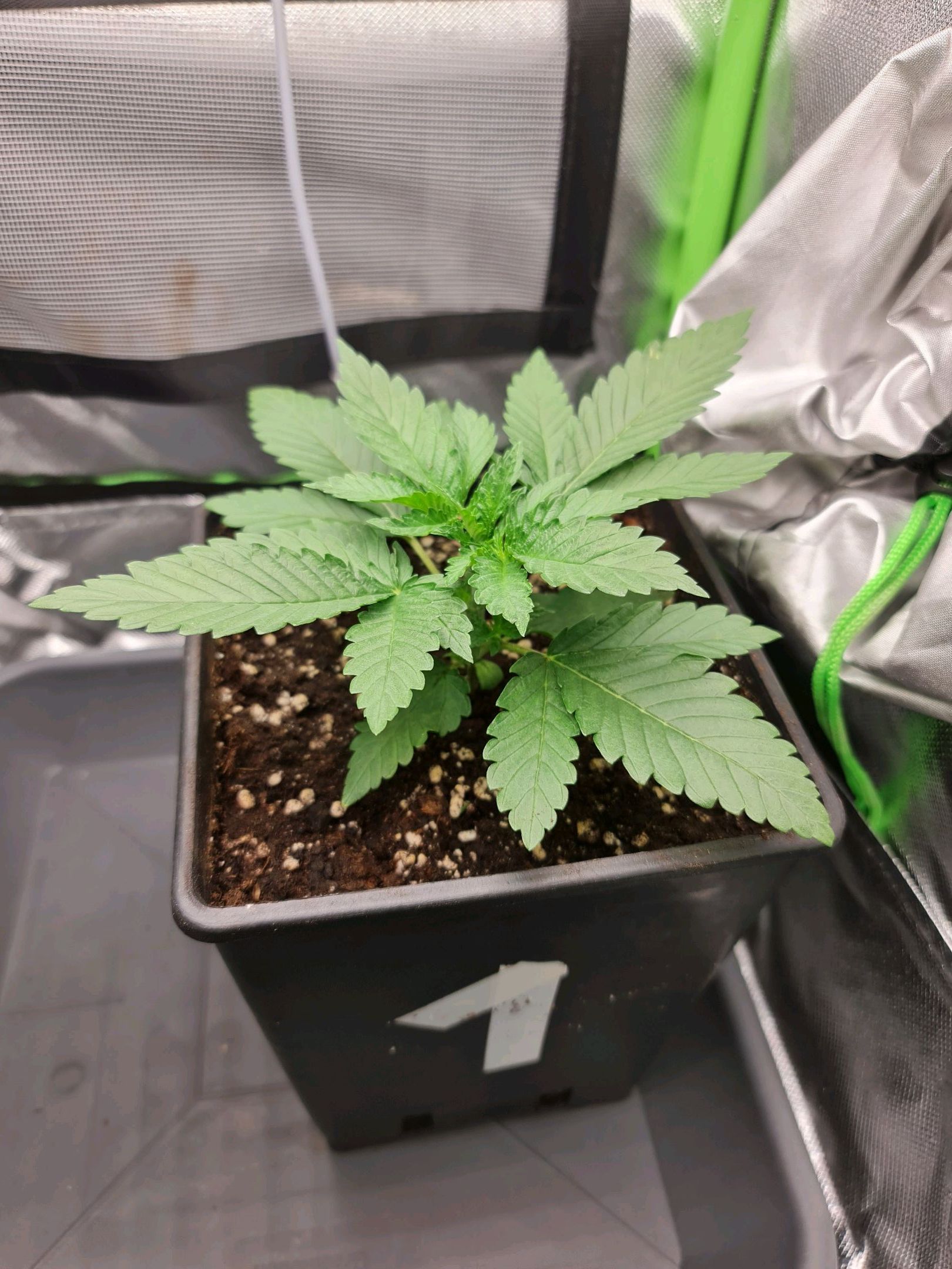 Critical Candy growlog photo 13