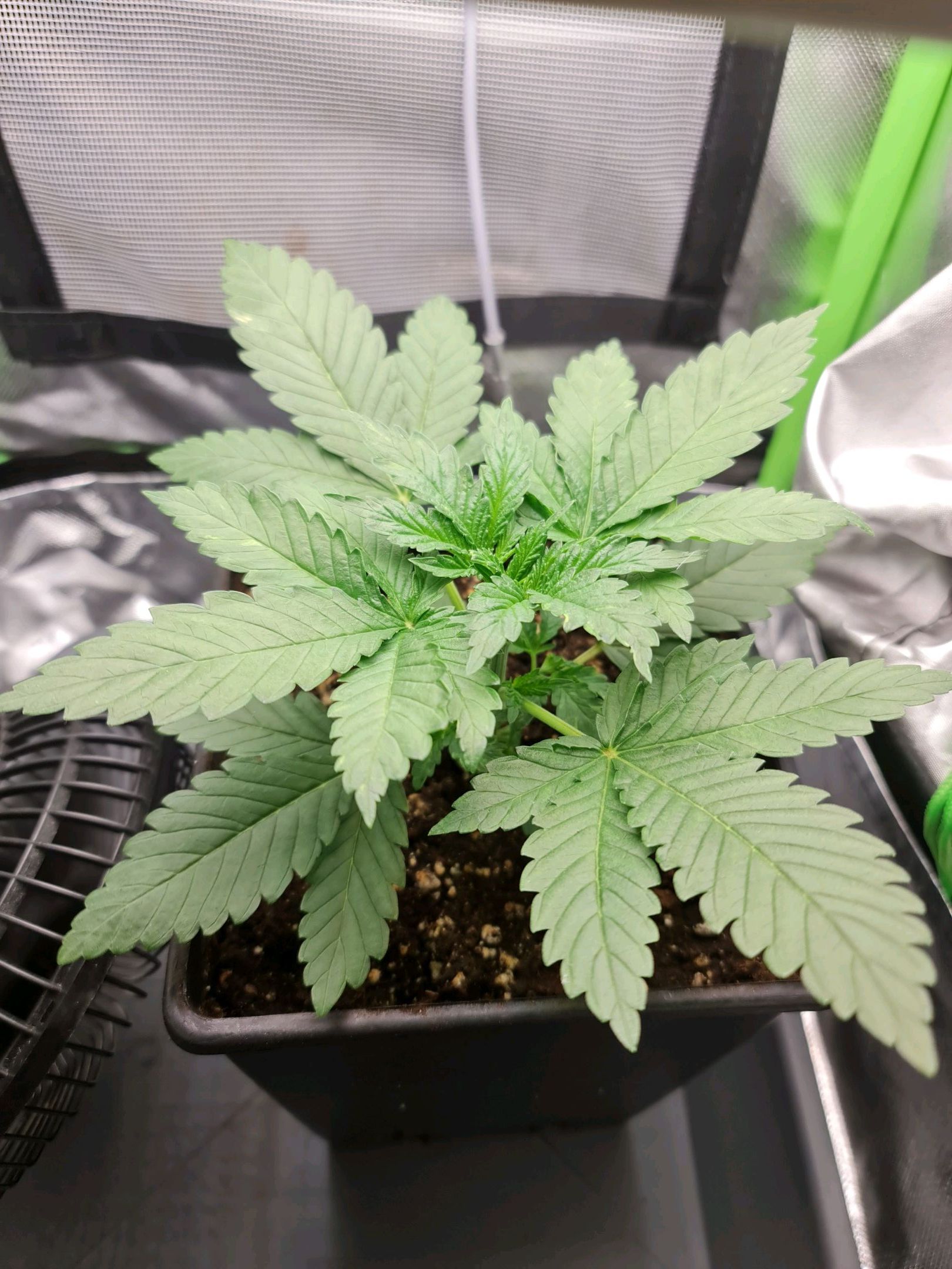 Critical Candy growlog photo 14