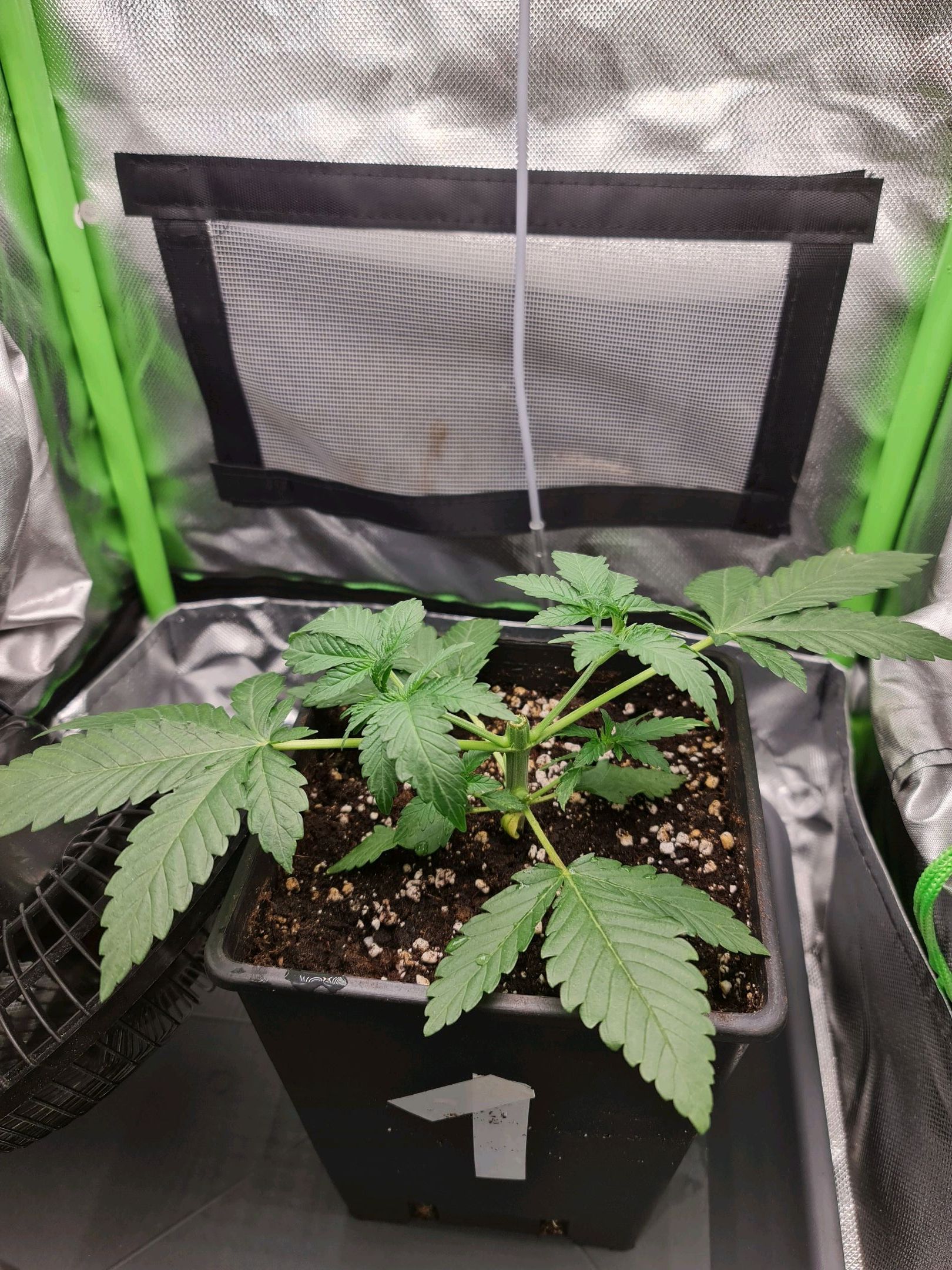 Critical Candy growlog photo 15