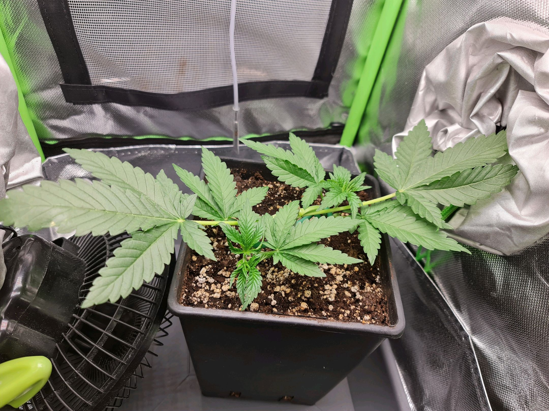 Critical Candy growlog photo 18