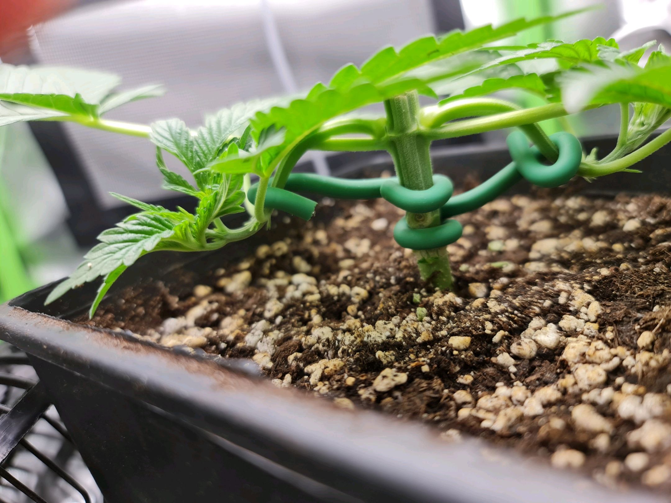 Critical Candy growlog photo 17