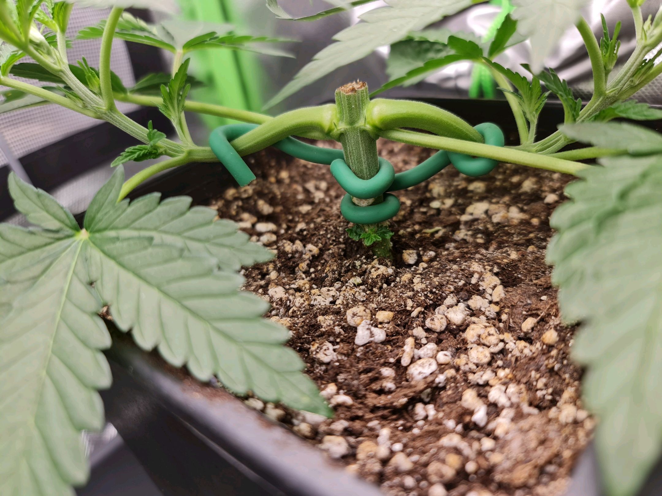 Critical Candy growlog photo 19