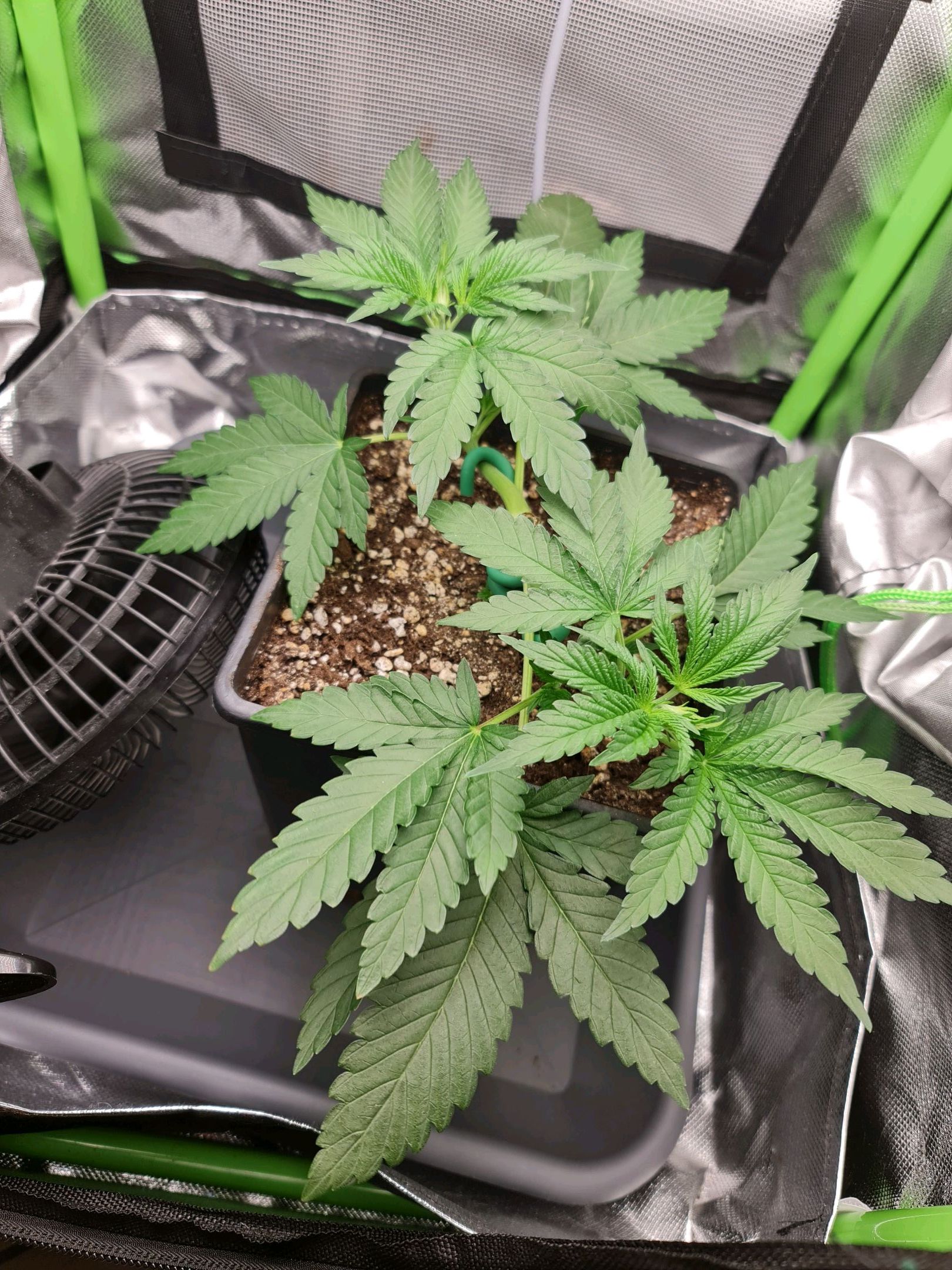 Critical Candy growlog photo 20