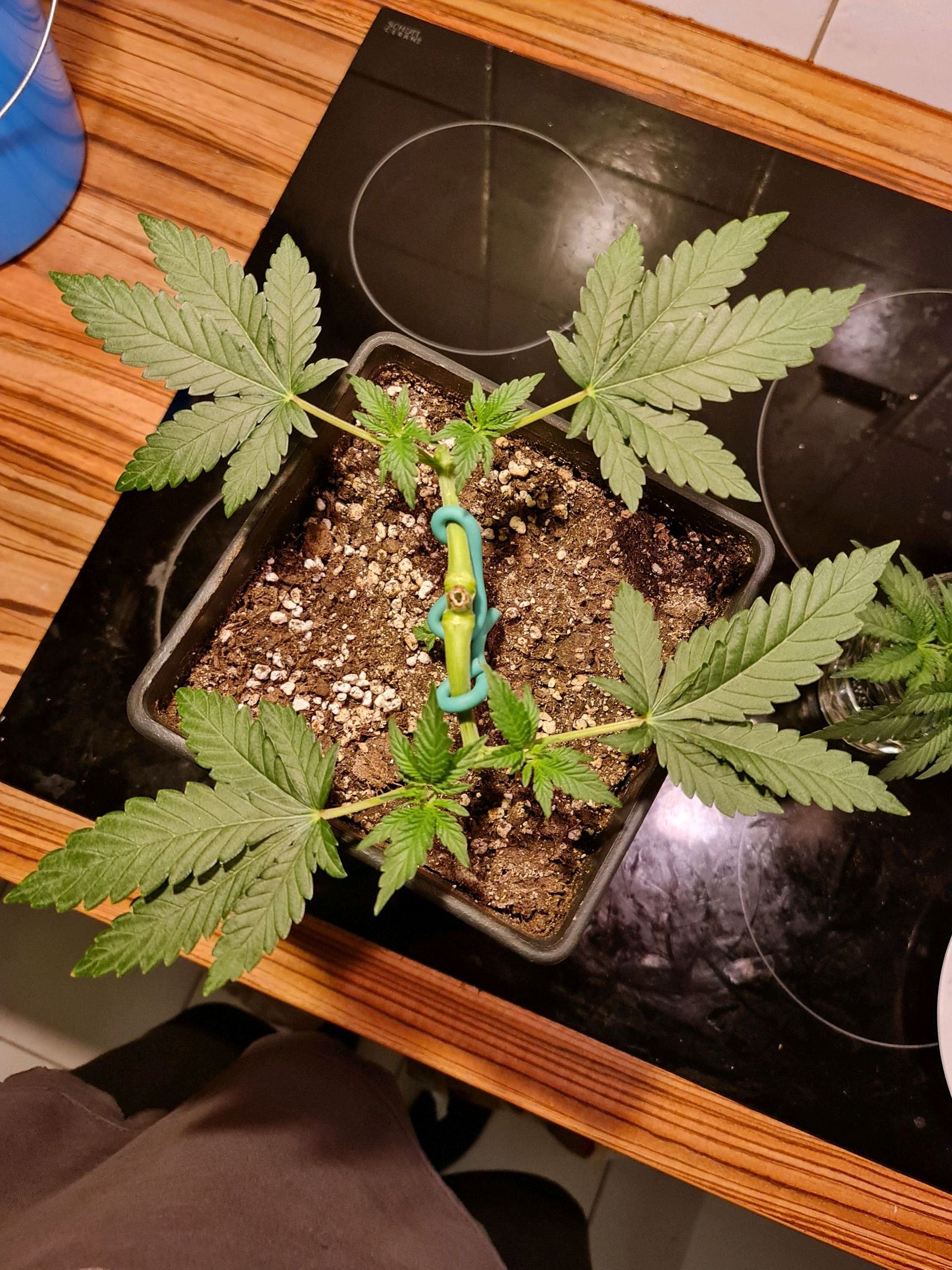 Critical Candy growlog photo 22