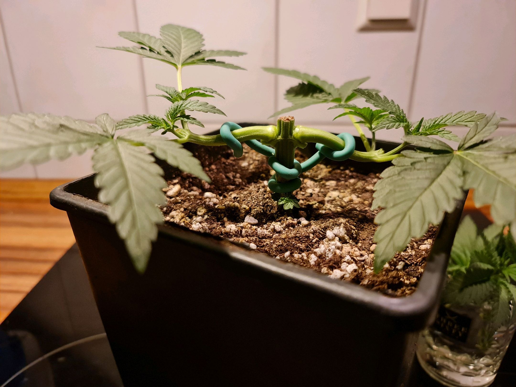 Critical Candy growlog photo 21