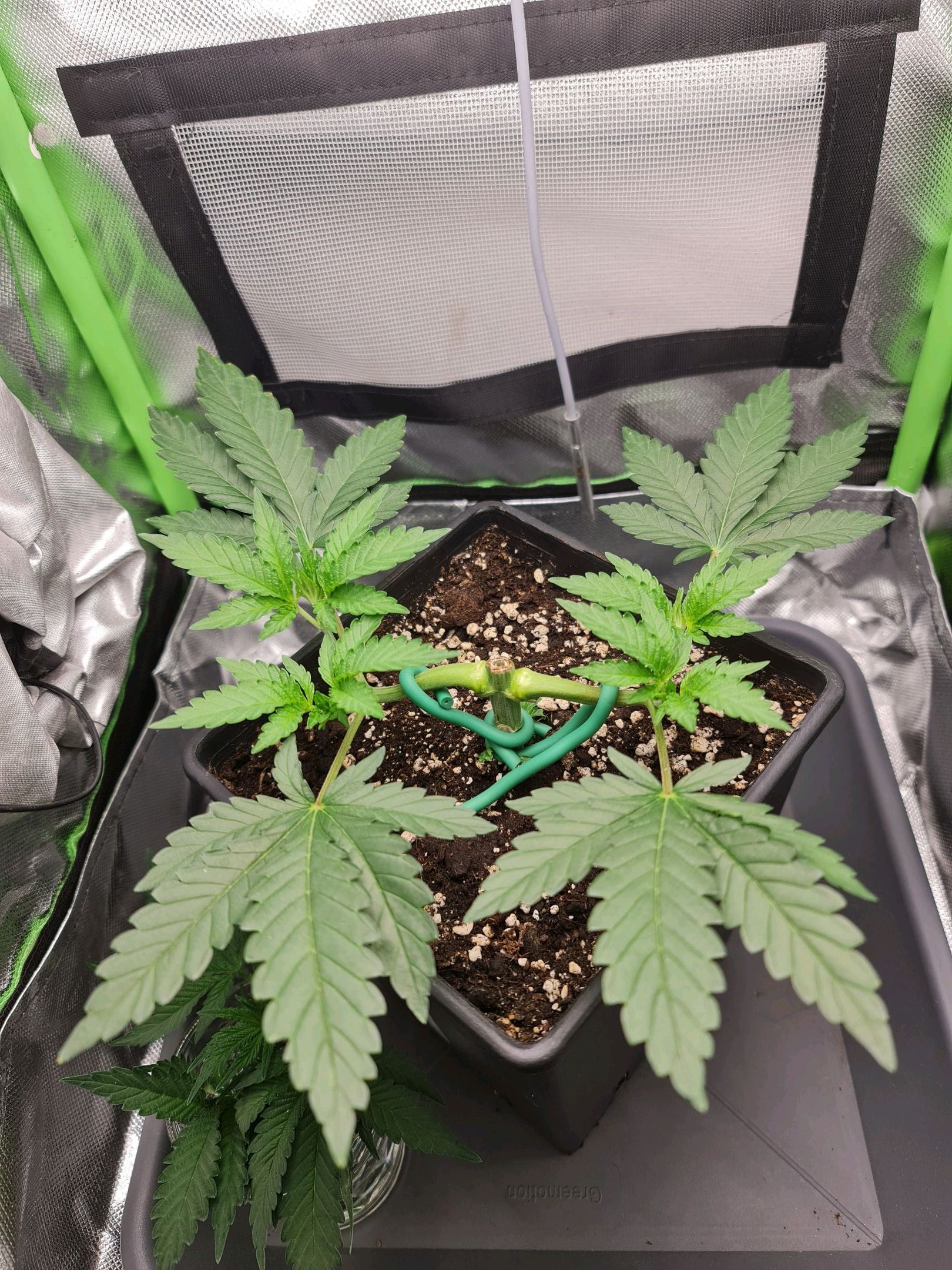 Critical Candy growlog photo 23