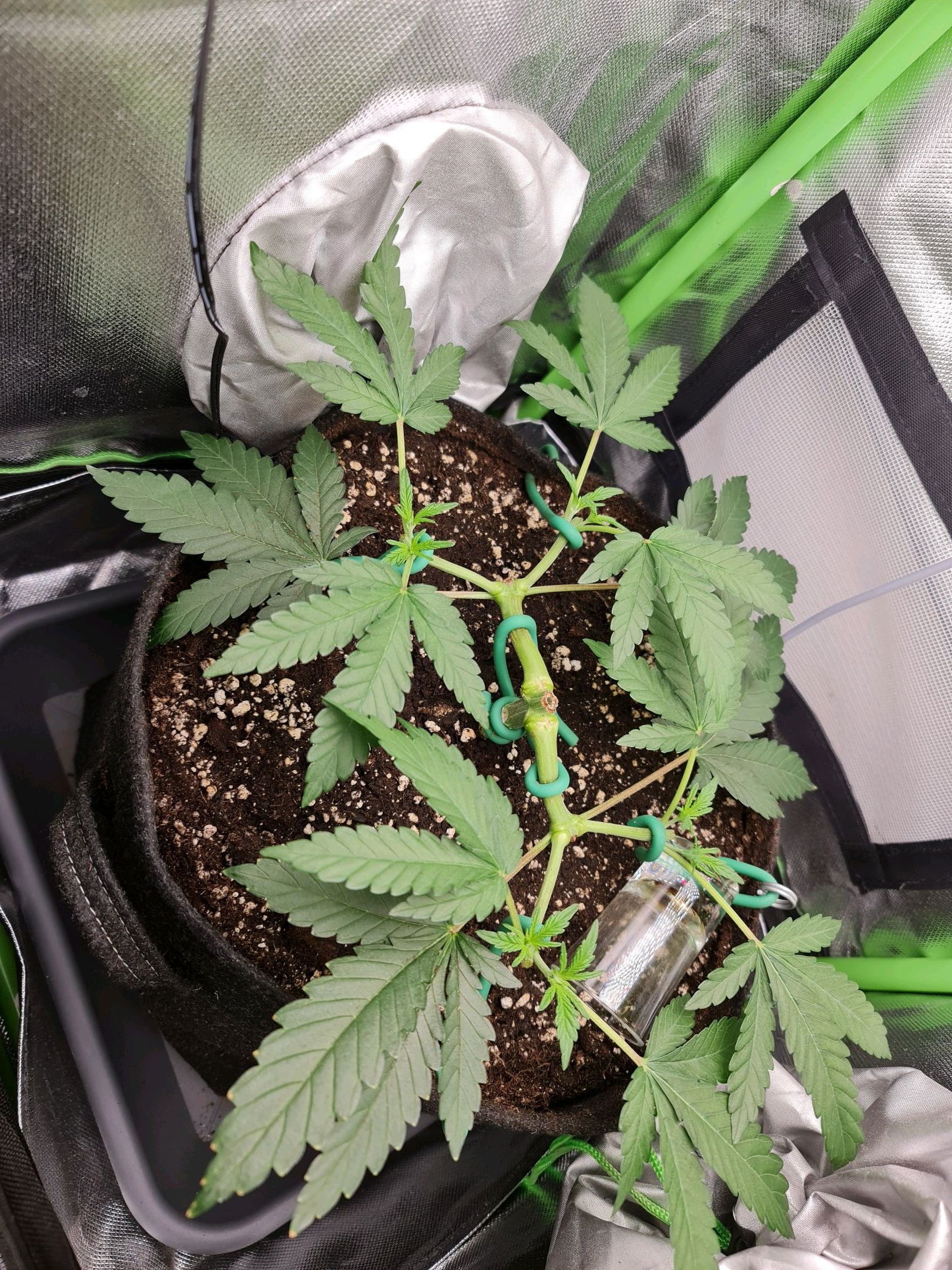 Critical Candy growlog photo 24