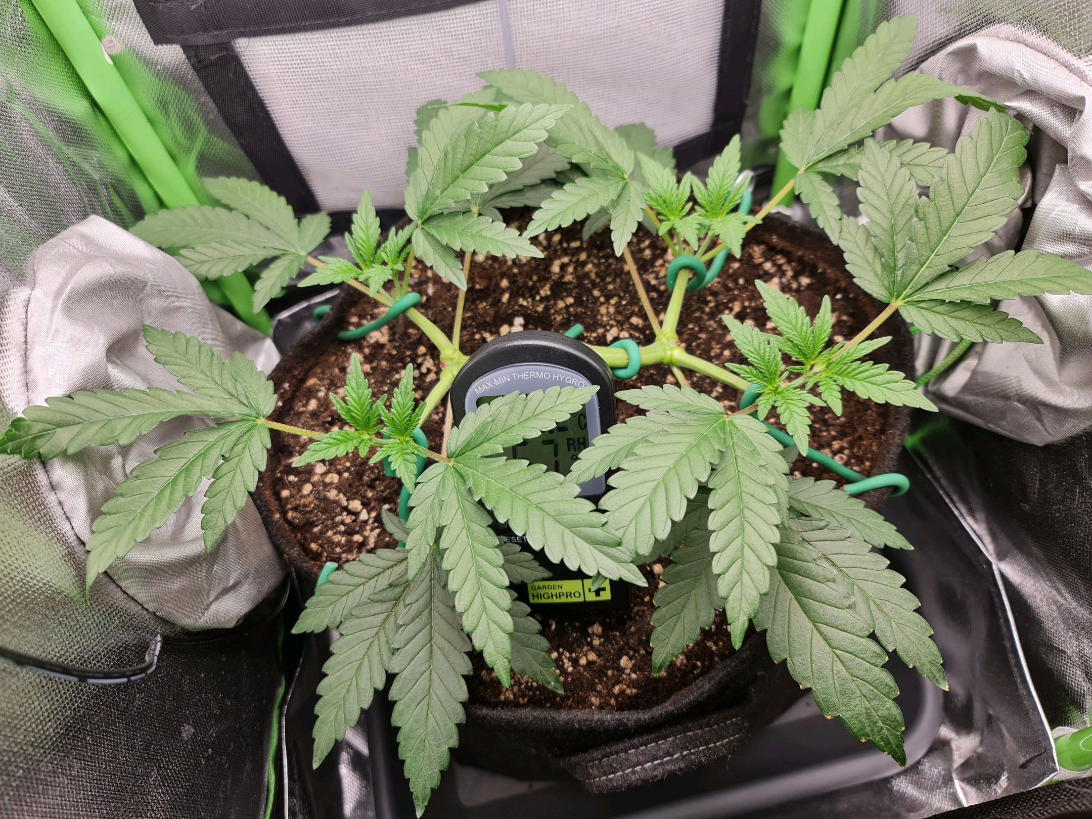 Critical Candy growlog photo 25