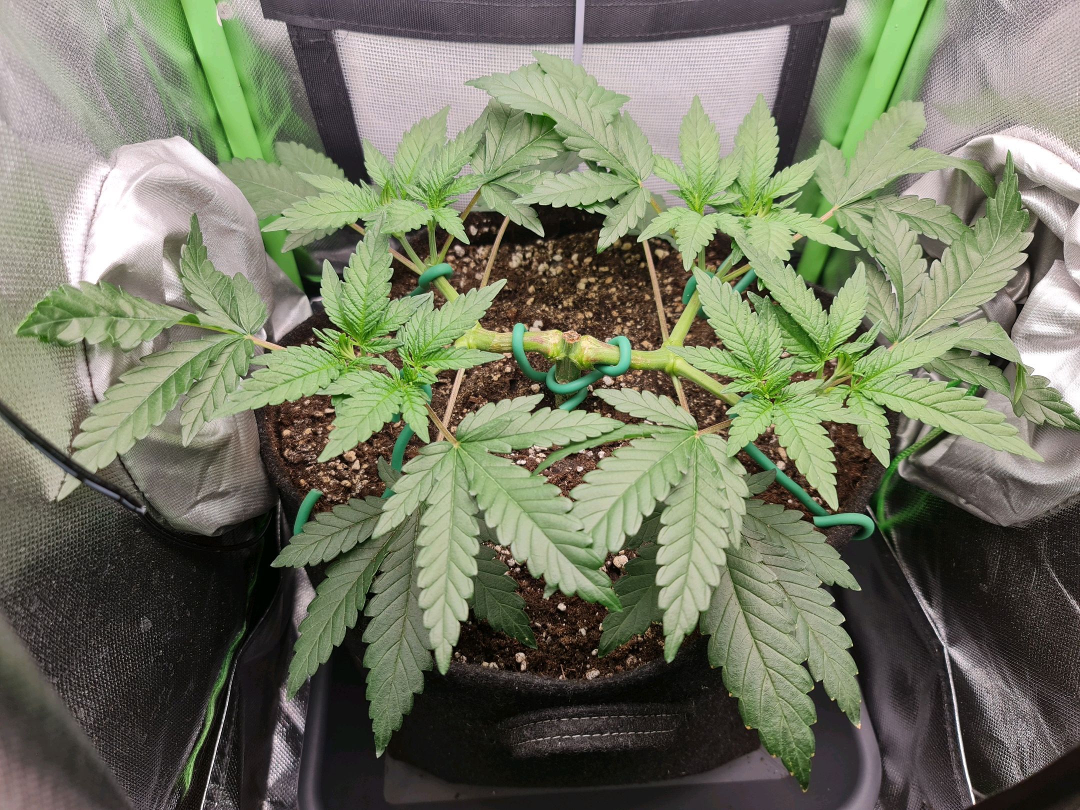 Critical Candy growlog photo 26