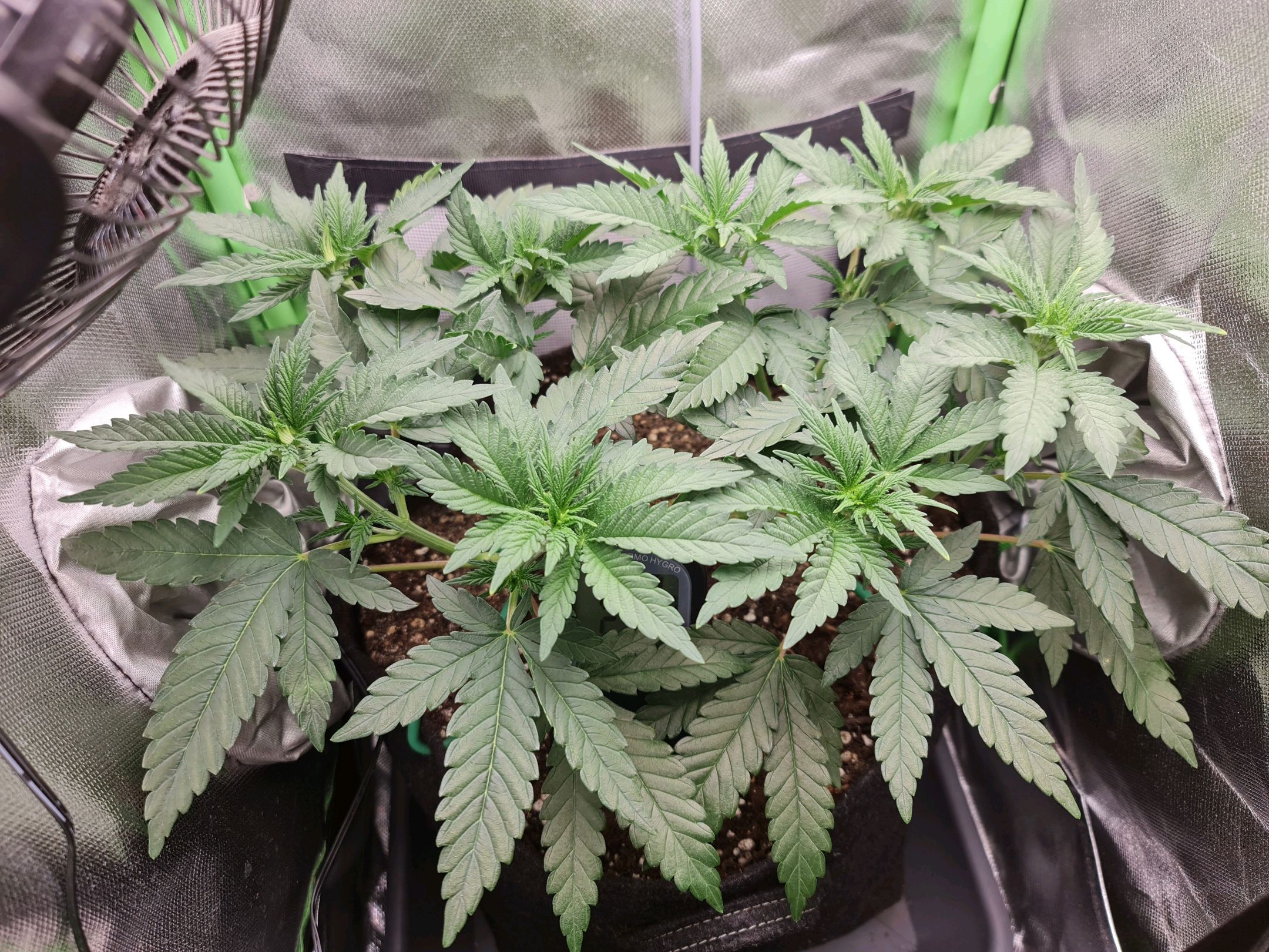 Critical Candy growlog photo 27