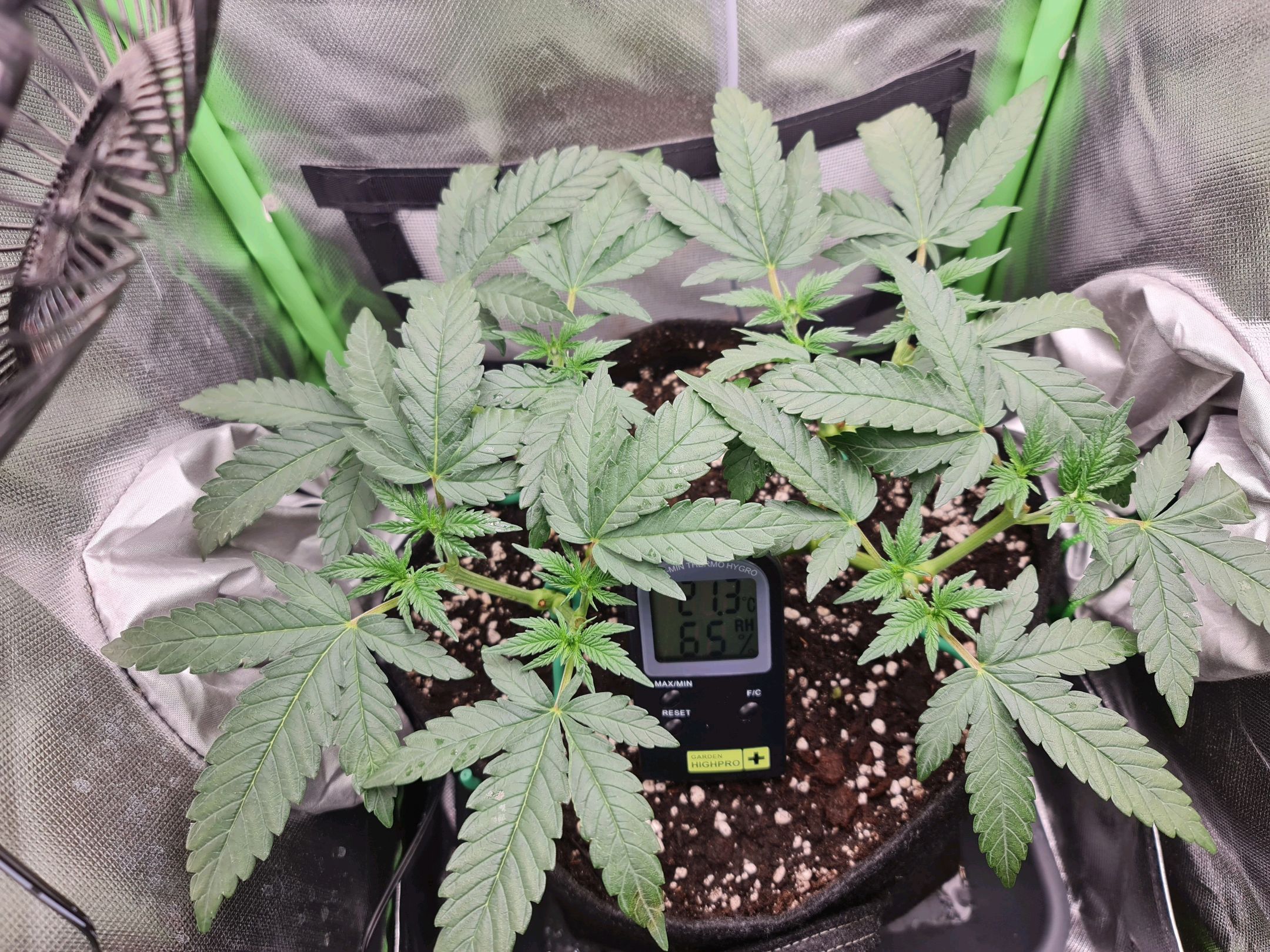 Critical Candy growlog photo 29