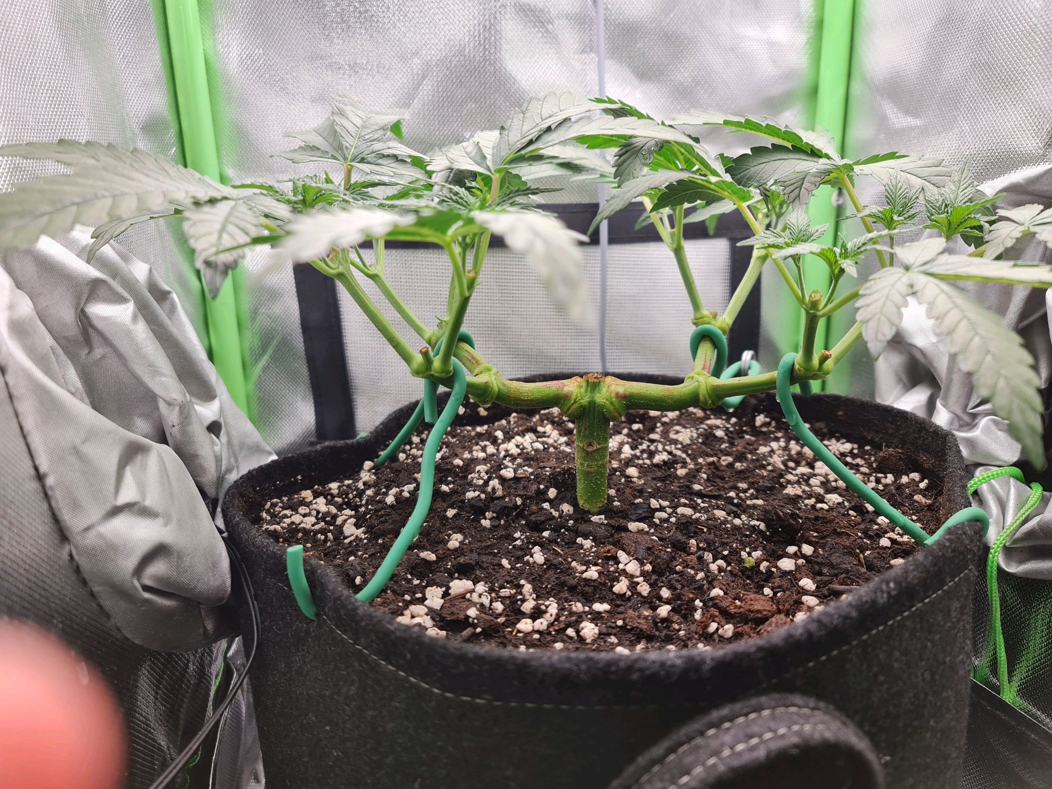 Critical Candy growlog photo 28