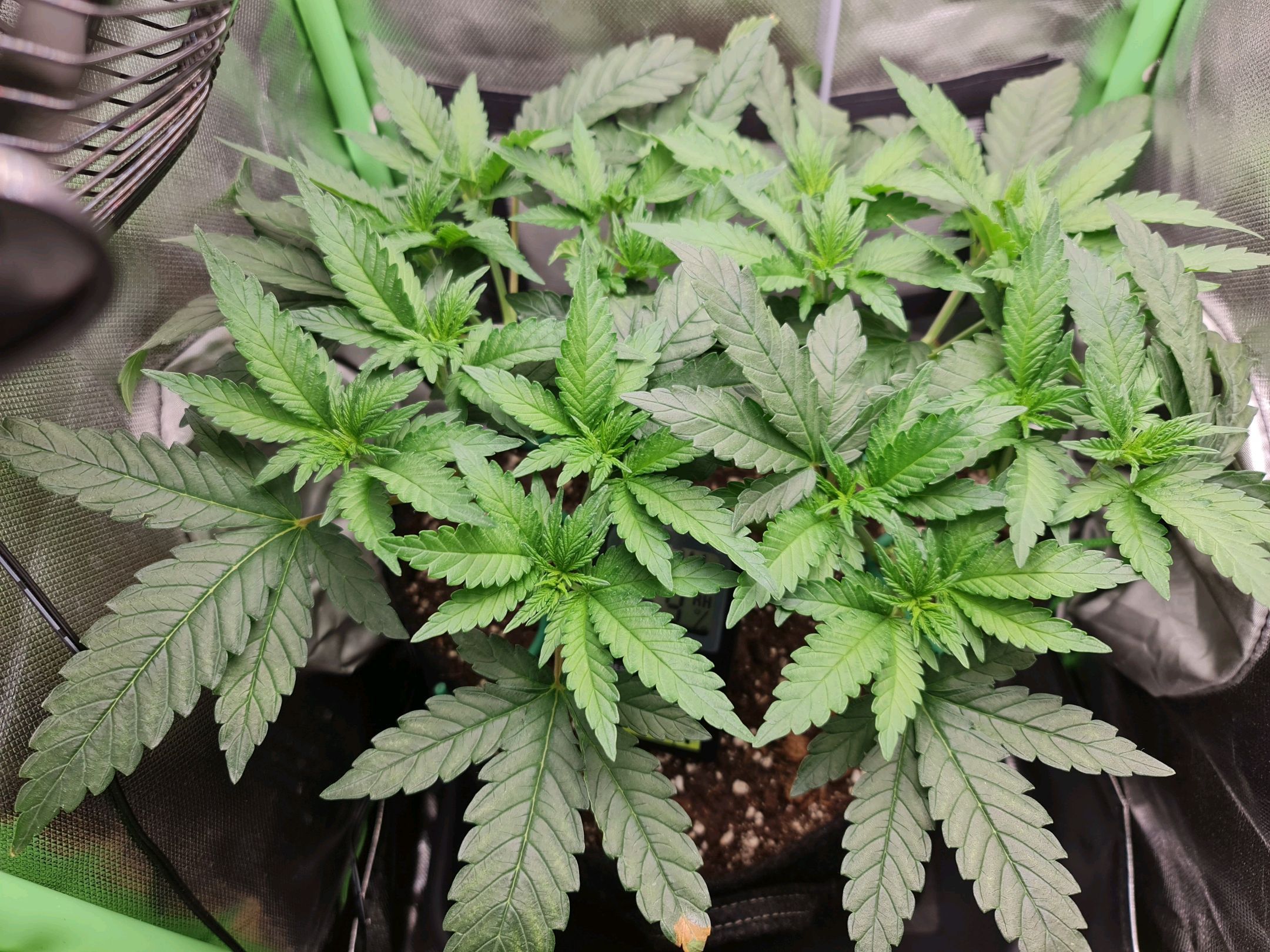 Critical Candy growlog photo 30