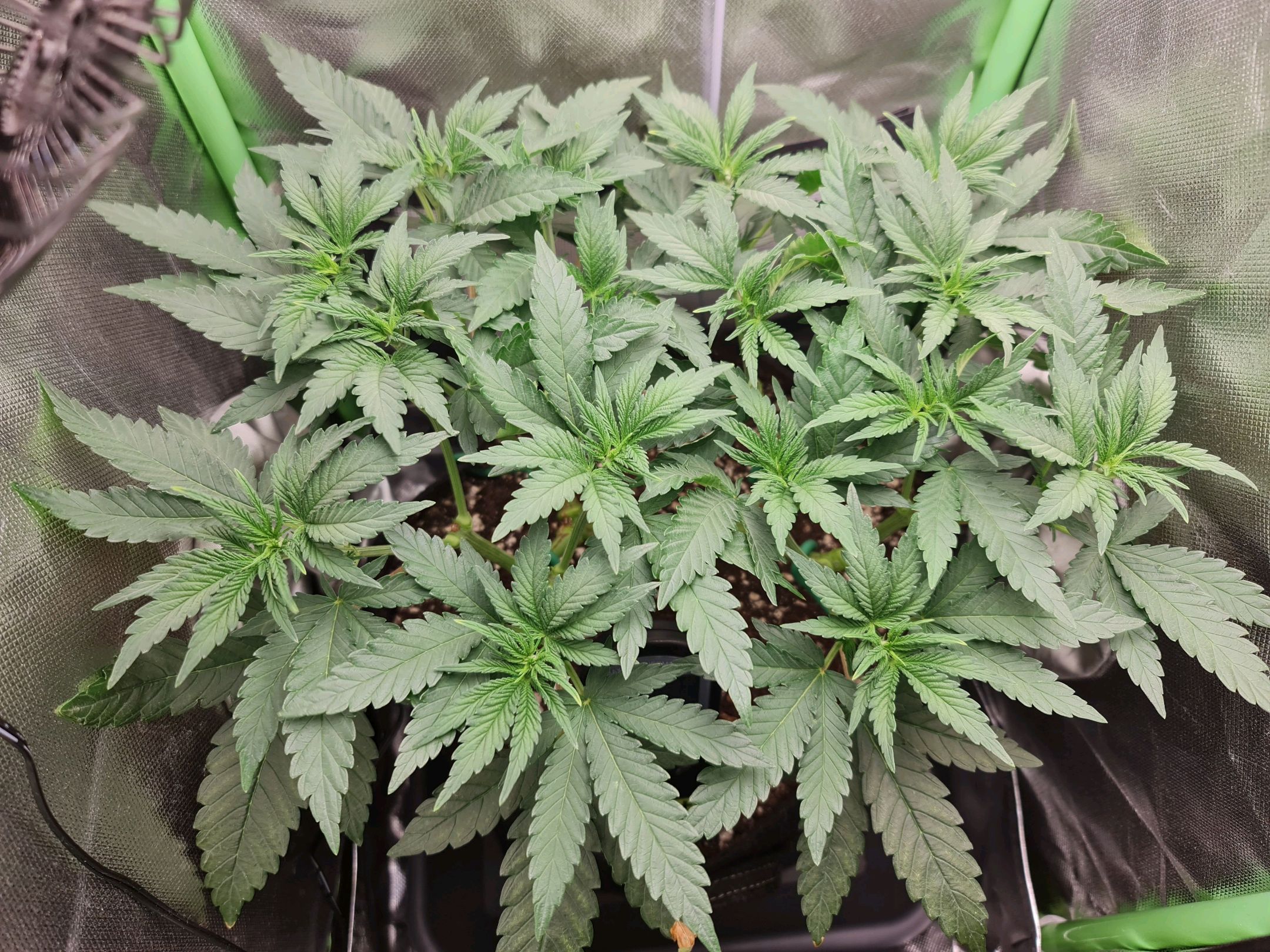 Critical Candy growlog photo 32