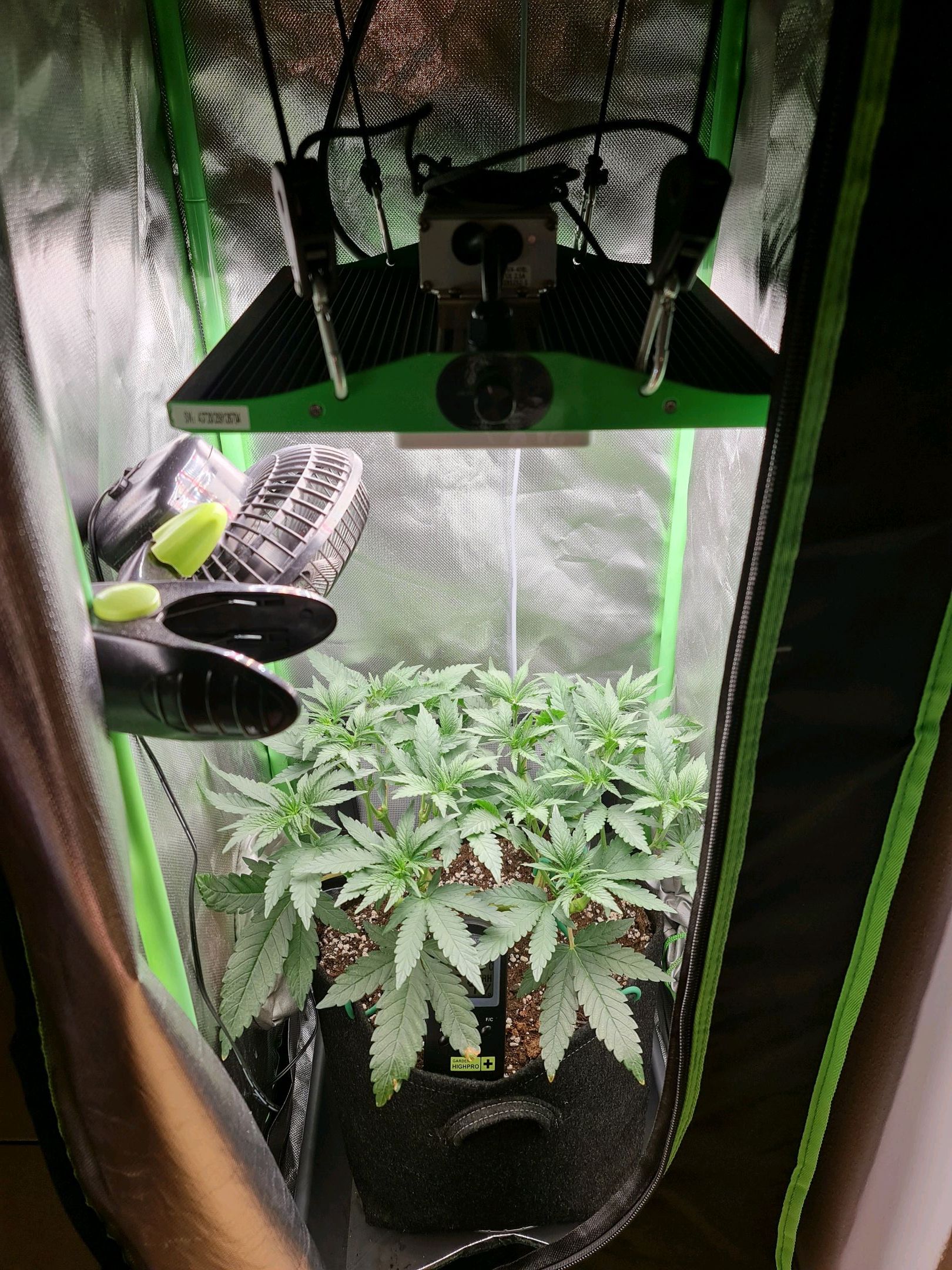 Critical Candy growlog photo 33