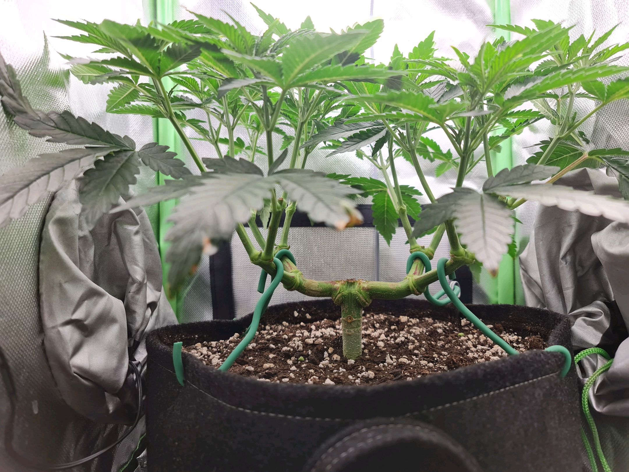 Critical Candy growlog photo 34