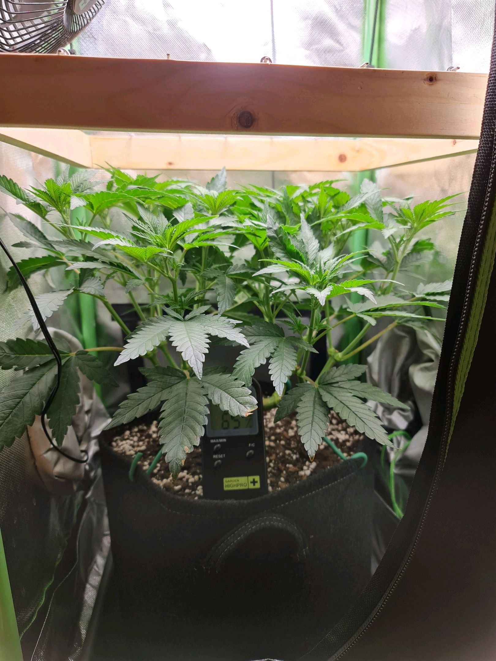 Critical Candy growlog photo 36