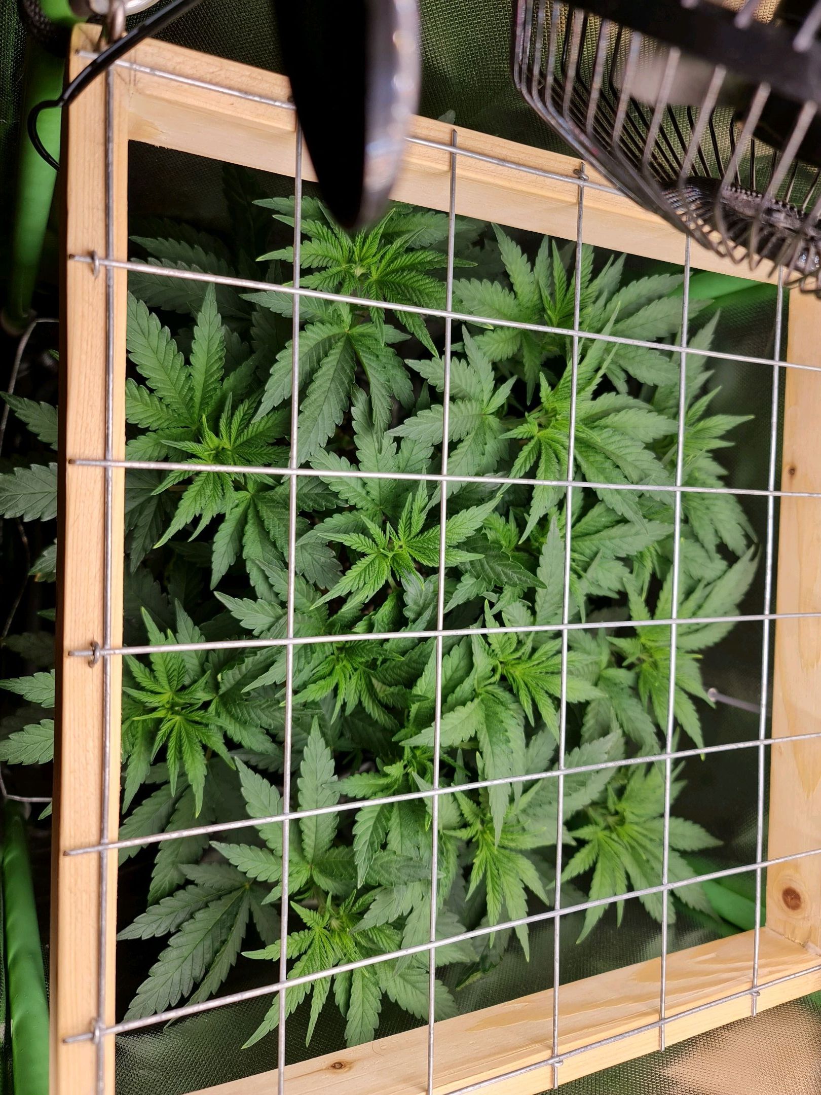 Critical Candy growlog photo 35