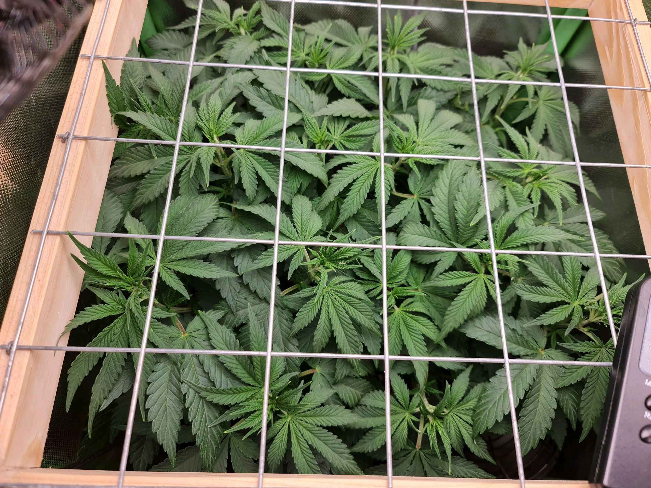 Critical Candy growlog photo 37