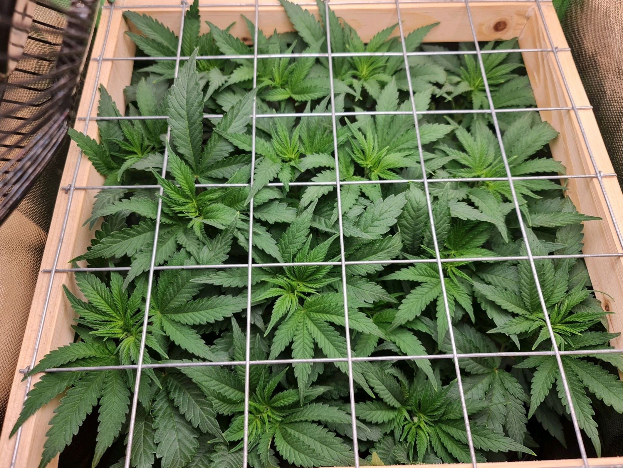 Critical Candy growlog photo 38