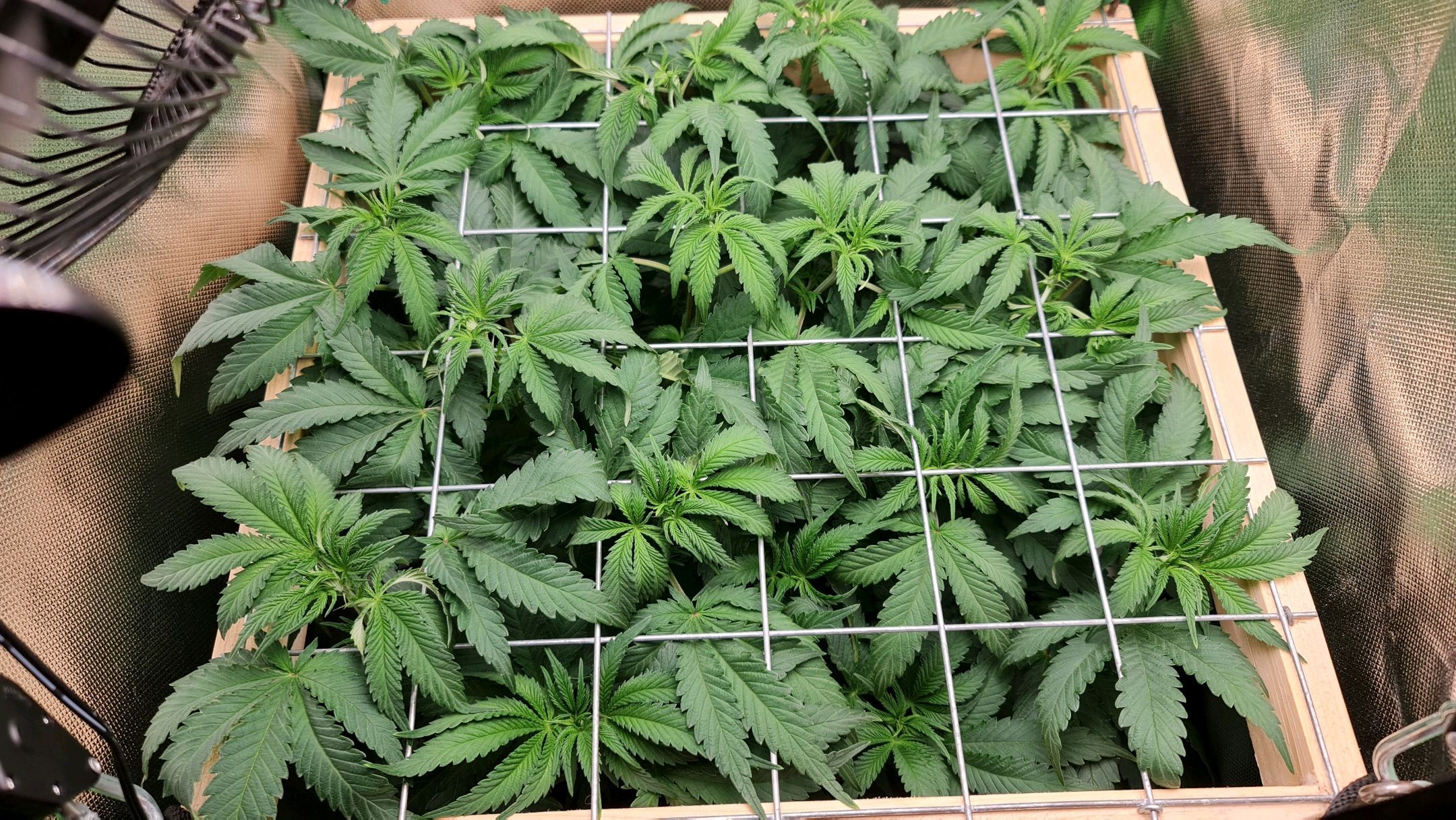 Critical Candy growlog photo 39