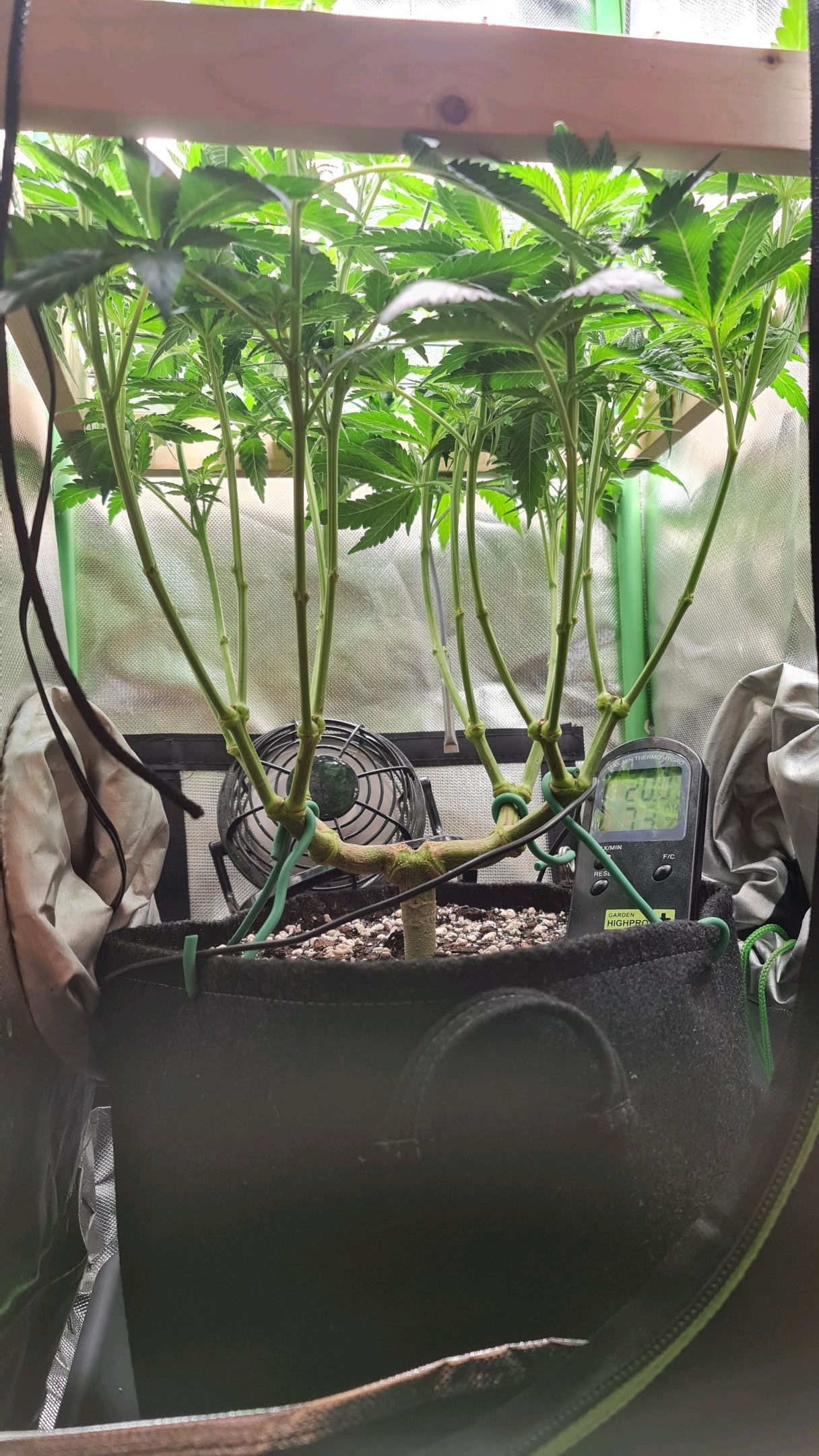 Critical Candy growlog photo 40