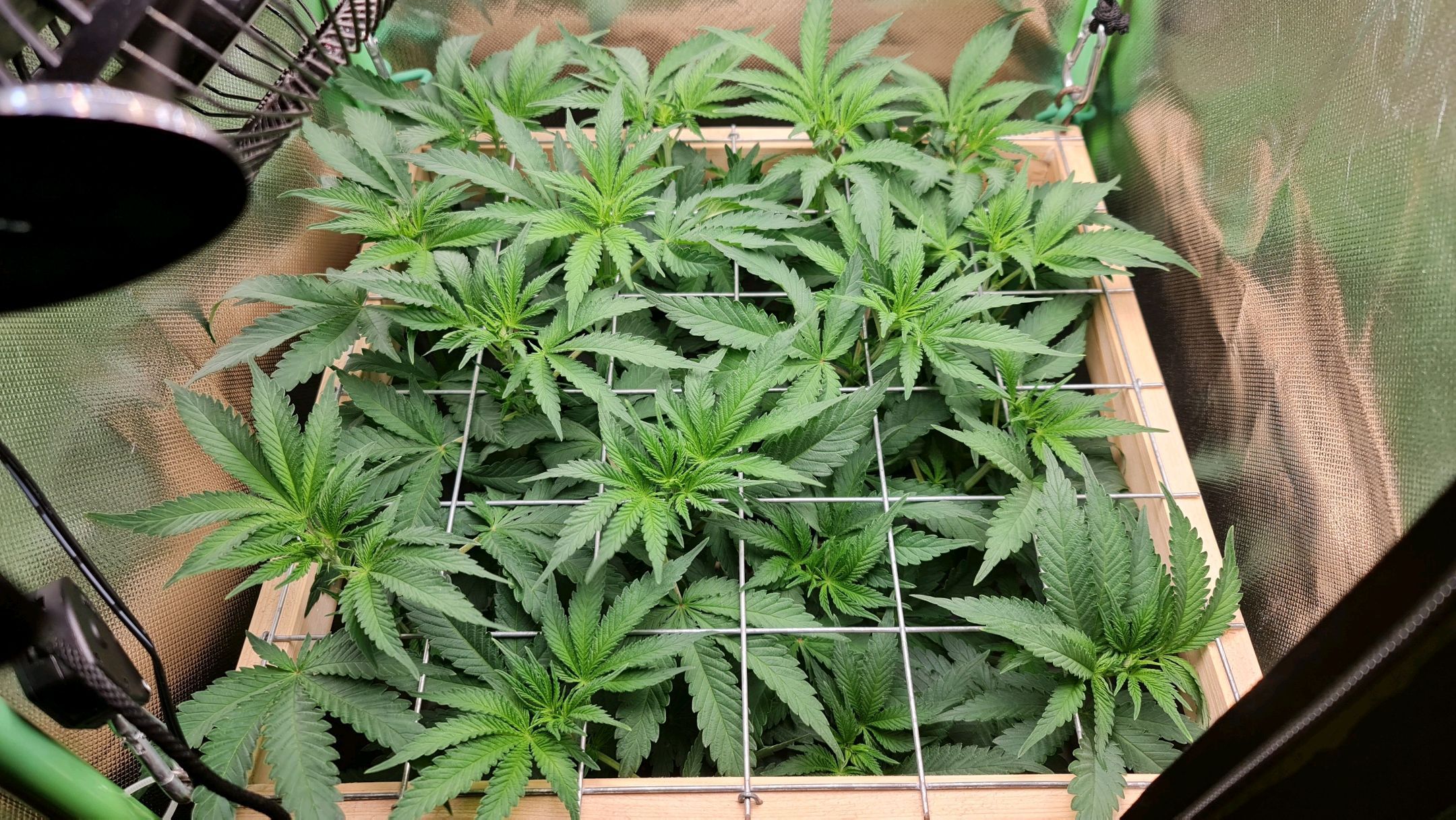 Critical Candy growlog photo 42