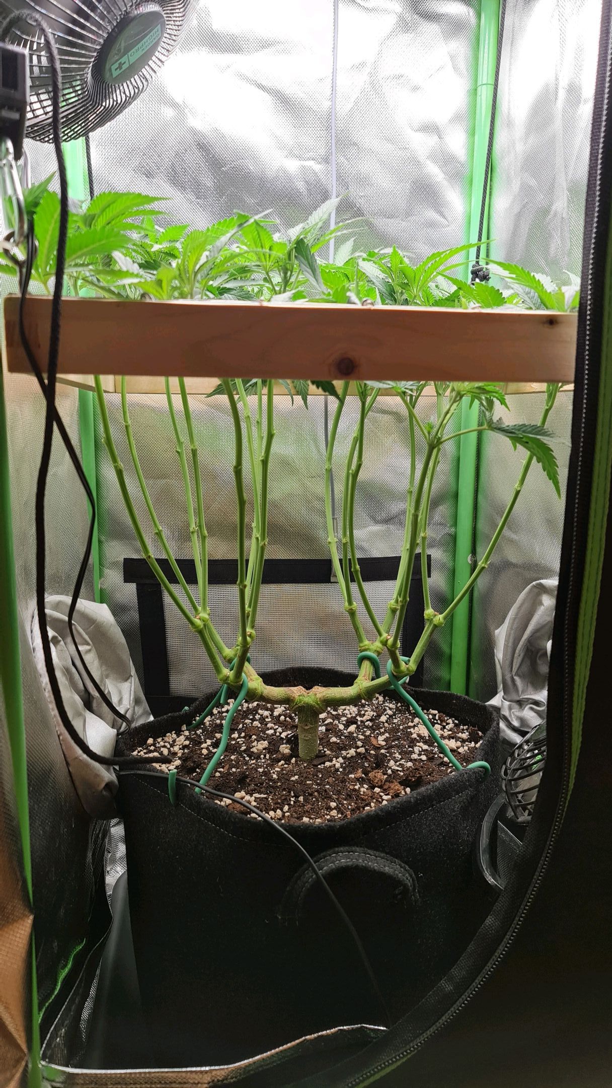 Critical Candy growlog photo 43